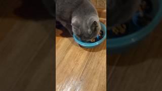 Хорошая игра для котика. Идея взята с канала Nedzvedskaya