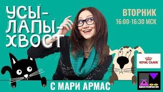 Усы-Лапы-Хвост. Как выбрать заводчика?