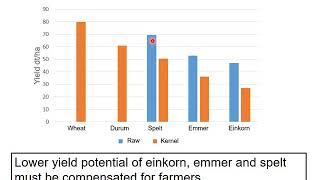 How to successfully establish spelt, emmer and einkorn