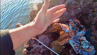 AMAZING FORAGING DAY ! OCTOPUS & BIG LOBSTERS IN THE SHALLOW POOLS ! Catch & Cook