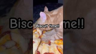 Fluffy Cat Rushes to Make Biscuits #cat