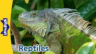 6 Reptiles | Iguana, Crocodile, Gecko, Alligator, Rattlesnake, Eastern Box Turtle