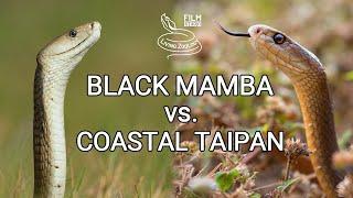 Black mamba vs. Coastal taipan - Battle of the deadly snakes