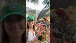 Carolyn Wharton Caladium: Striking Annual of the Week! #Gardening