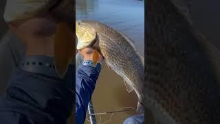 Big red fish #inspiration #wildflorida #resfidaofficial