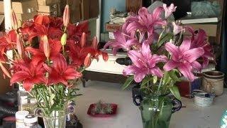 How to Identify Lily Flowers : Garden Fun