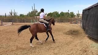 JUNIOR HUNTER EQUITATION FLAT