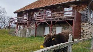 BĂTRÂNA - cea mai MICĂ comună din ROMÂNIA are 3 locuitori pe km pătrat