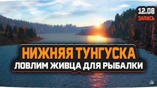 Ловим живца на реке Нижняя Тунгуска — Русская Рыбалка 4