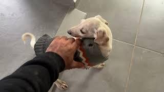 Jack and Jill the Cute Puppy's Are so Happy Together!  - Takis Shelter