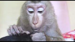 ASMR monkey grooming dandruff video for sleep LONG 2 hour #asmr #monkey #grooming #dandruff