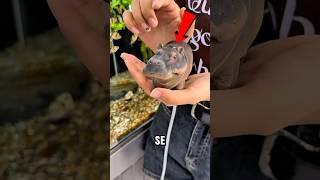 "¡Este Juguete Sorprende a los Peces!  Diversión en el Acuario"