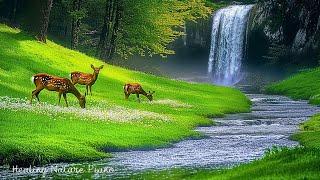 Calming Piano Music Healing Sounds for Nervous System Recovery & Emotional Peace, Relaxing Music