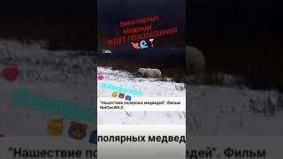 Биполярные Медведи..Кто тоже Биполярный Мишка? 