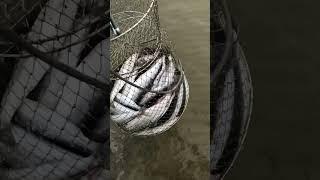 Рыбалка  на омуля на Байкале #шорст #природа #бурятия