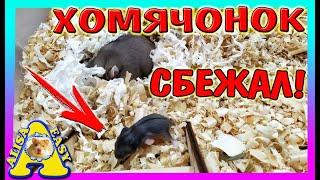 ХОМЯЧОНОК СБЕЖАЛ / СТЕША ПСИХУЕТ / ЧТО ЕСТ ХОМКИ ВЖИК? / hamster / Alisa Easy Pets