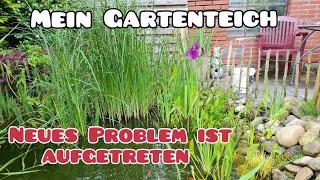 Mein Gartenteich/ das Problem mit der Filteranlage