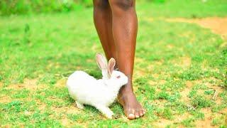 african village girl spending quality time with a rabbit (barefoot)