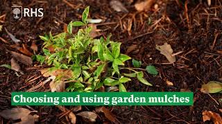 Choosing and using garden mulches | The RHS