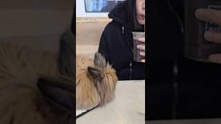 Bunny Diary： tea time w 2 beauties #rabbit #rabbitvlog  #rabbitnyc #bunnynyc