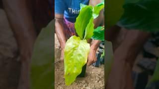 Grow Bag Shift  Peace Lily Replanted for Better Growth #shorts