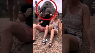 A Baby Elephant Did THIS While They Were Taking Photos  #shorts