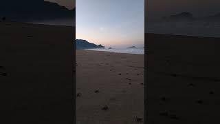 Hatchlings Crawl Toward Ocean in Unison