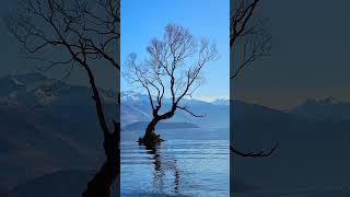 The Wanaka Tree: Nature's Marvel | Discover Wanaka's Iconic Beauty!