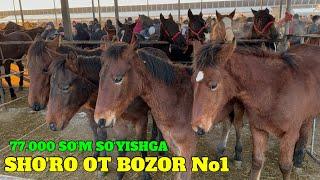 SHO'RO OT BOZOR No1 GO'SHT NARXI 77 mingdan 80mingacha BO'LDI. OTLAR VA ONA BOLA TOYLA NARXLARI ZO'R