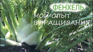 ФЕНХЕЛЬ | МОЙ ОПЫТ ВЫРАЩИВАНИЯ