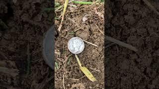 Awesome find between the Roots! #coin #treasure #metaldetecting