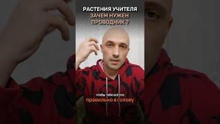 РАСТЕНИЯ УЧИТЕЛЯ и РЕТРИТЫ. Зачем нужен проводник? Целитель, Эзотерика, бэд трипы, грибы