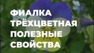 Фиалка трехцветная - полезные свойства в народной медицине / Захар Травник