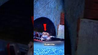 Самый известный хомяк в мире  #милыеживотные #животные