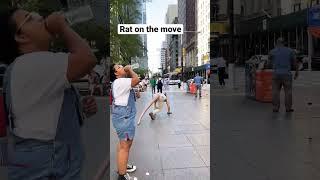 This is where a rat #shorts #buddytherat