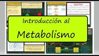 METABOLISMO: Anabolismo y Catabolismo. Enzimas. Autótrofos y Heterótrofos. Biología Bachillerato.