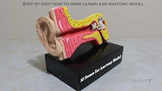 Step by step how to make 3D Human Ear Model Anatomy:STEM project for kids: school project