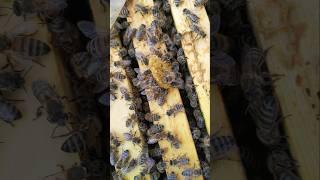 Yum yum! #beekeepers #nature #bee #nature #animals #beekeeper #beekeeping #bees