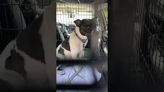DOG WON'T LEAVE CAR FOR HEARTBREAKING REASON