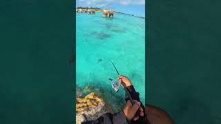 MEGA PUFFERFISH CATCH: The Biggest I've Ever Seen!  ( Short version )