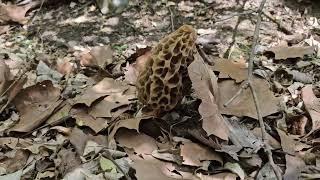 Morel Mushroom Patch 2024
