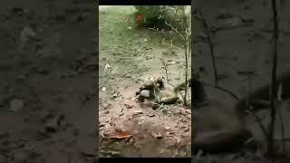 Sloth vs snake