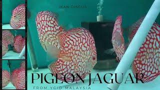 Ikan Discus Pigeon Jaguar Size 5" Import