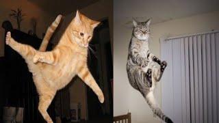 Funny Cats Jumping Fails Compilation | Cat Jumping Fails 2021 | Fun with Pets Tv