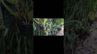 Unknown exotic wild plant.#justmeneena
