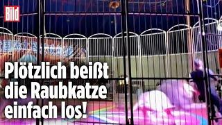 Panik im Zirkus: Löwe verbeißt sich in Dompteur