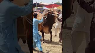 Watch the stunning Beautiful Red Sindhi Bull  #shorts #cowmandi2025 #cow