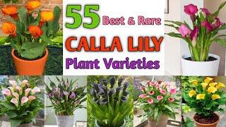 55 Calla Lily Varieties | Calla Lily Flower Plants for home and garden | Plant and Planting