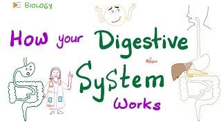 Digestive System - Digestion and Absorption - Anatomy and Physiology