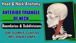 ANTERIOR TRIANGLE OF NECK : Anatomy